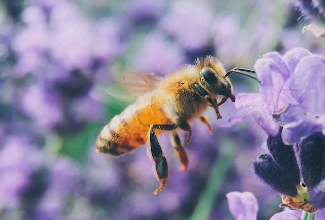 χρόνια πολλά στις Μέλισσες